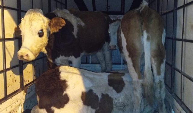 Muş’ta çalınan büyükbaş hayvanlar jandarma kontrolüne takıldı