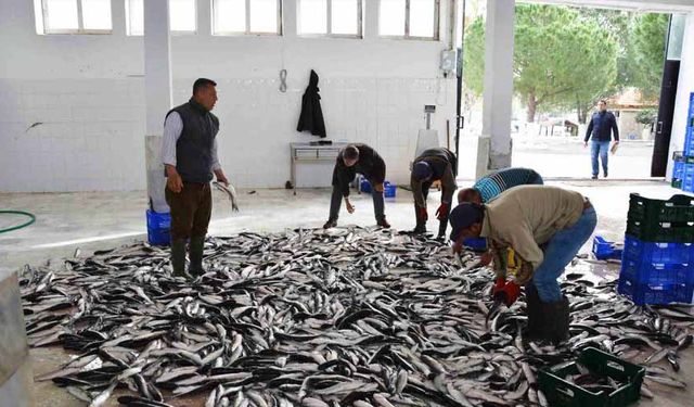 Muğla’dan 10 ayda 618 milyon dolar balık ihracatı
