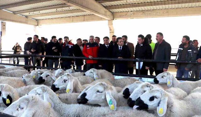 Hane başı yüzde 70’i hibe olarak 50 koyun 2 koç dağıtıldı