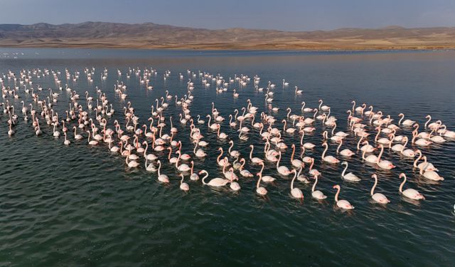Flamingolar, Erçek Gölü’ndeki konaklama süresini uzattı