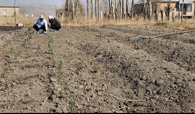 Yüksekova’da Lavanta Ekimiyle Tarıma Yeni Bir Desen Kazandırılıyor