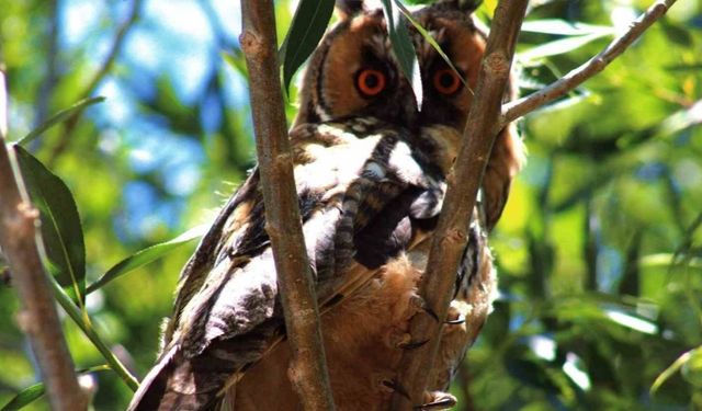 Özalp’te kulaklı orman baykuşu görüntülendi