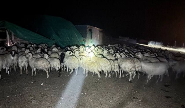 Yoğun siste kaybolan 200 koyun drone destekli aramayla bulundu