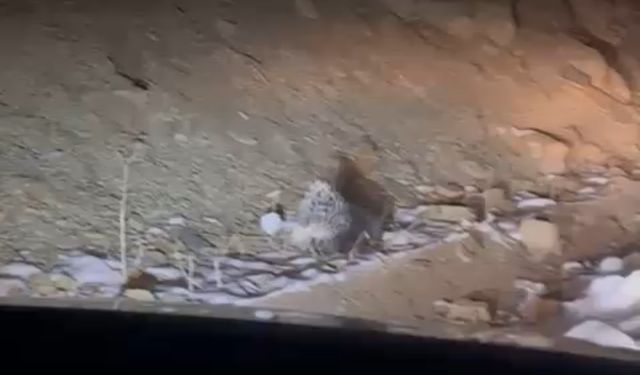 Yüksekova’da oklu kirpi görüntülendi