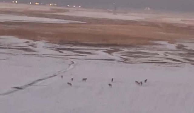 Yüksekova’da Kurt Sürüsü Görüntülendi