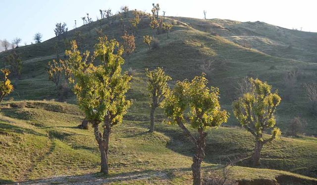 Köylüleri şaşırtan olay: Meşeler kış kapıdayken yeniden yeşerdi