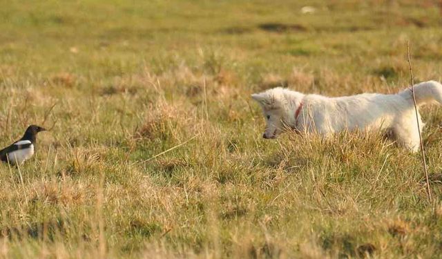 Van kedisine benzetti, fare avlayan köpek olduğu ortaya çıktı