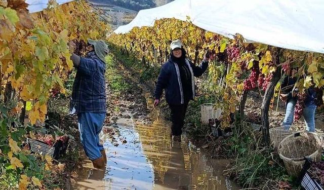İşçiler yağmur ve çamuru aldırış etmeden üretime devam ediyor