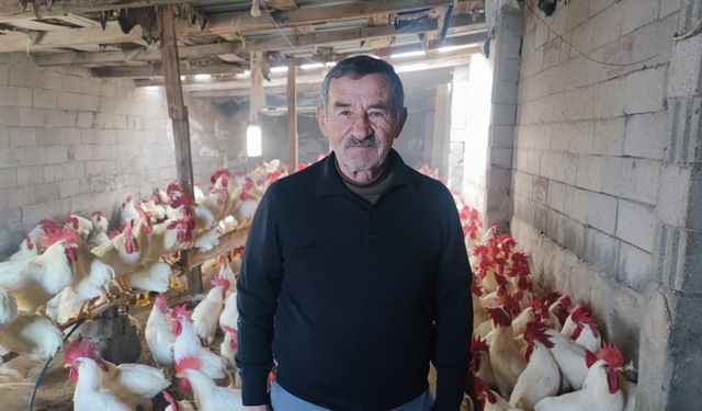 Hobiydi, iş oldu, 3 yılda 850 etlik horoz yetiştirdi