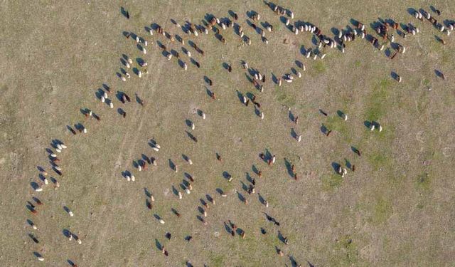 Muş’ta kar yağmayınca yem giderleri azaldı