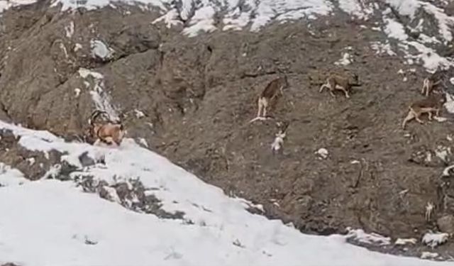Güzeldere’nin karla kaplı yamaçlarda dağ keçileri görüntülendi