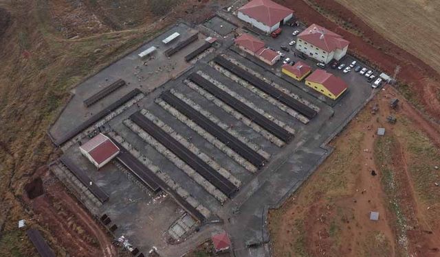 Sivas’ta sokak hayvanları için kapsamlı dönüşüm başladı