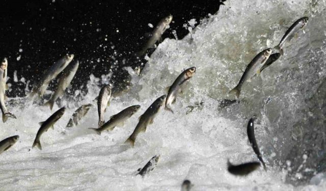 Prof. Dr. Alaeddinoğlu: "İnci kefalinin nesli ciddi tehdit altında