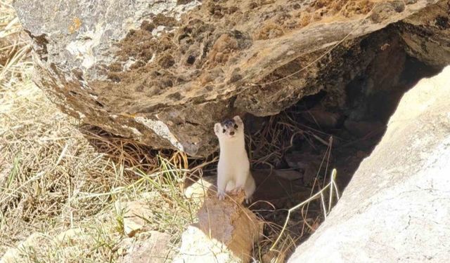 Hakkarili dağcılar nesli tükenen gelincik görüntüledi