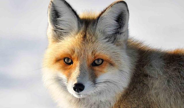 Yaban hayvanlarının yerleşim yerlerine inmesi endişelendiriyor