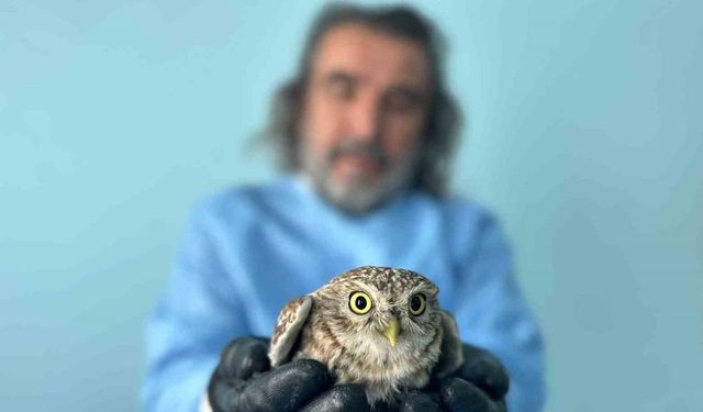 Van’da bitkin düşen yaban hayvanlarına şefkat eli