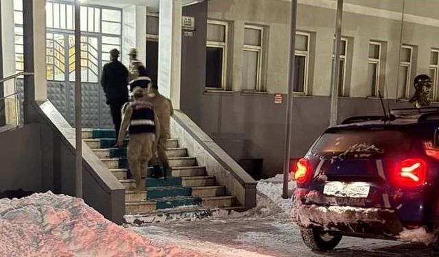 Tunceli’de yavru köpeğe eziyet eden şahıs tutuklandı