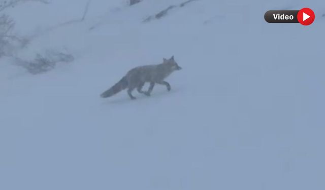 Hakkari’de yiyecek arayan tilki görüntülendi