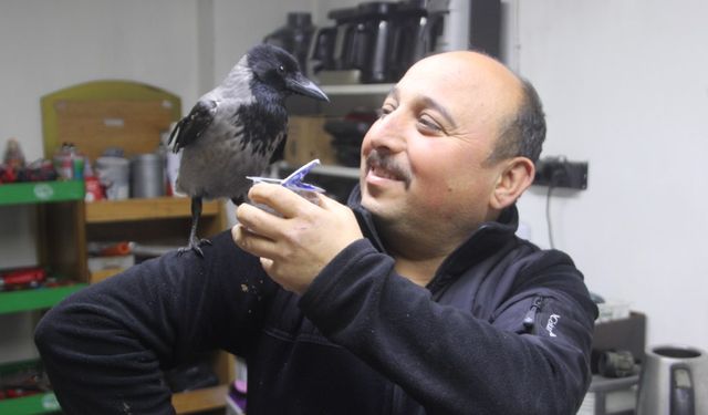 Tamirci çırağı karga