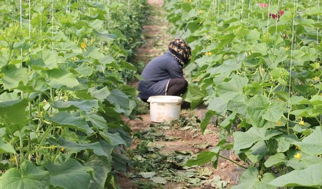 Erzincan’da kadın çiftçilere yüzde 50 hibeli sera desteği