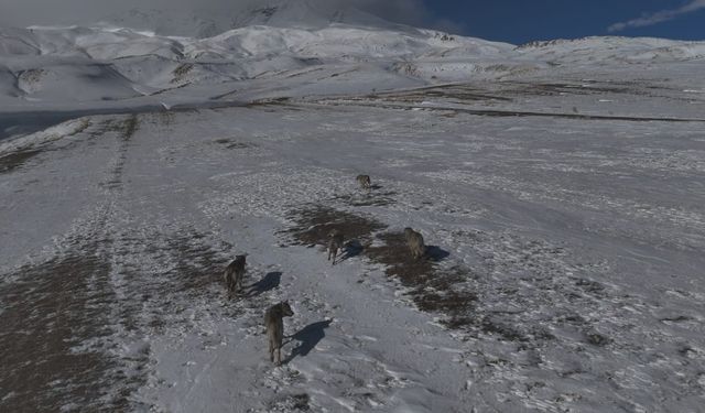 Uraloğlu: "Fiber uzunluk, 2025 yılı üçüncü çeyreğinde yaklaşık 657 bin kilometreye ulaştı"