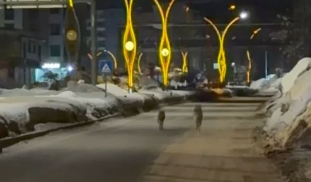 İlçe Merkezinde Kurt Sürüsü Paniği
