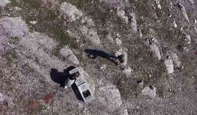 Habur’da ele geçirilen 38 kınalı keklik doğaya salındı