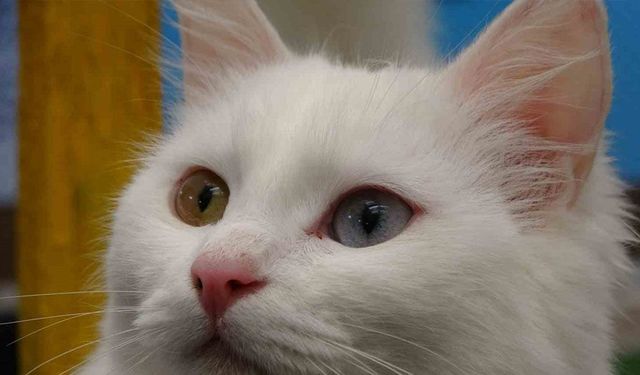 Van kedileri yılda üç kez kızgınlık dönemine giriyor