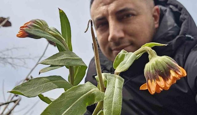 Karın başkenti Bitlis’te şubat sürprizi: Çiçekler karlar arasında açtı