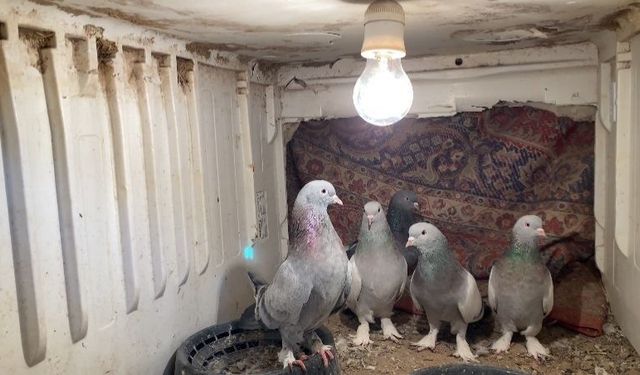 Ağrı’da dondurucu soğuğa rağmen 7 yıldır güvercin yetiştiriyorlar