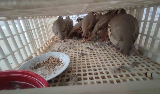 Şırnak’ta 40 adet kanatlı hayvan ele geçirildi