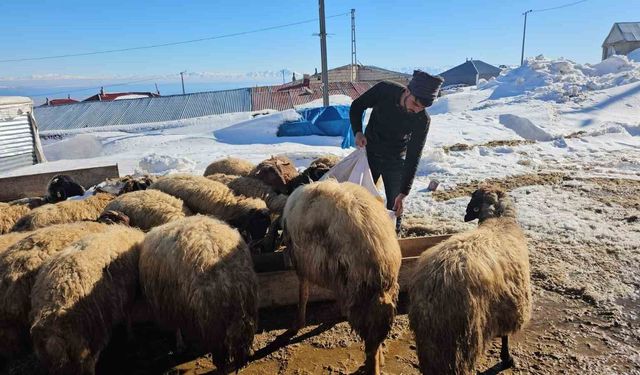 Süphan Dağı’nın eteğinde zorlu hayvancılık mücadelesi
