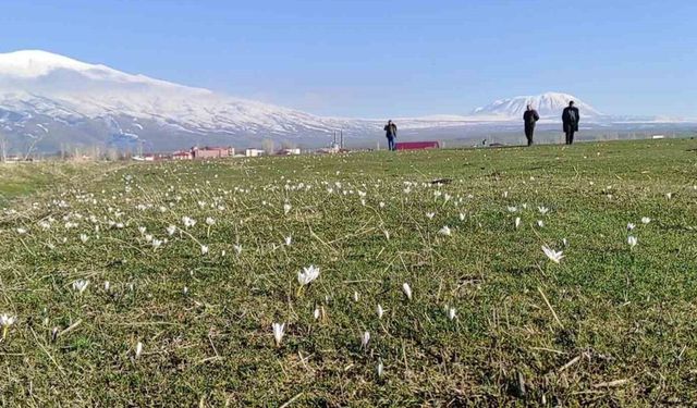 Bitlis’te kardelen ve çiğdemler açtı