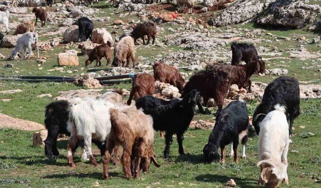 Şanlıurfa’da beyaz örtü yerini yeşil örtüye bıraktı, çiftçi ve besicinin yüzü güldü