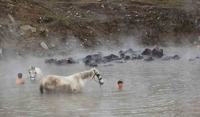 Manda ve atların kışın ortasında kaplıca keyfi
