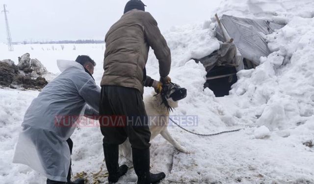 Yüksekova’da Kuduz Alarmı: Kadıköy Köyü Karantinaya Alındı