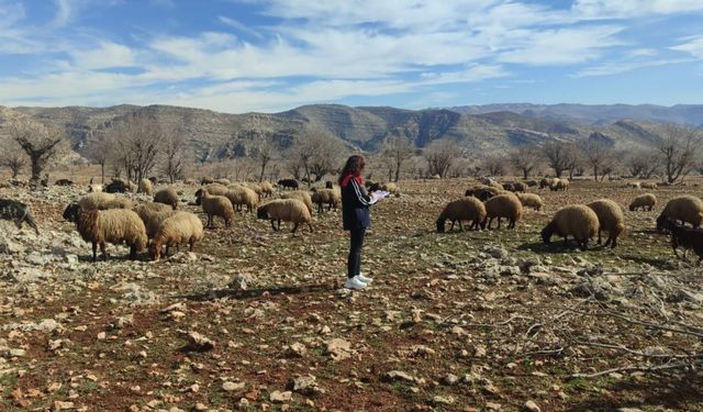 Ormaniçi’nde mera seferberliği: Ekipler sahada, arazi kullanımı mercek altında