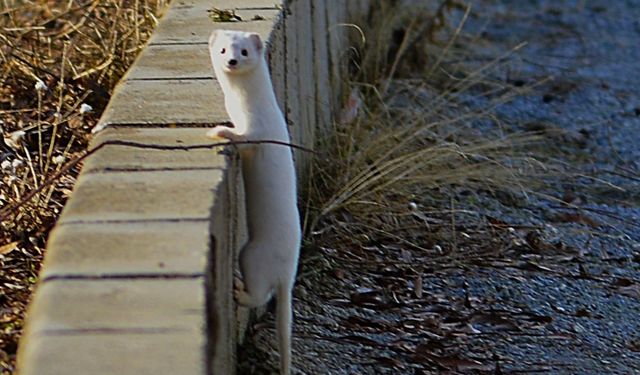 Tatvan sahilinde "Beyaz Gelincik" görüntülendi