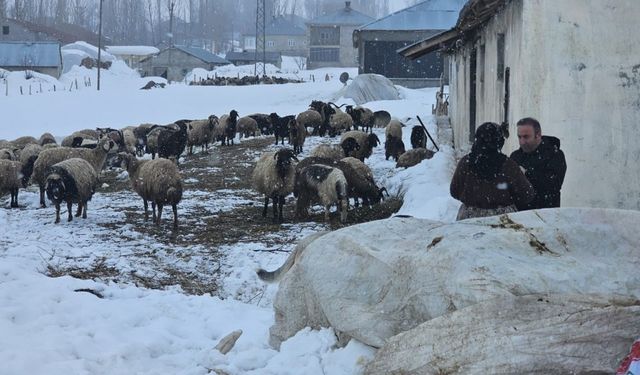 Yüksekova'da kuduz vakası sonrası aşılama ve bilgilendirme çalışması