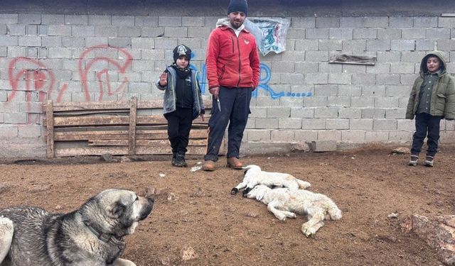 Kuzular belirti göstermeden bir anda telef oluyor