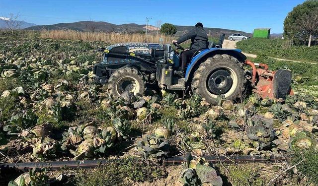 Pazarda 70 lira ama yüzbinlercesi tarlada çürüdü: Üreticiler Tarım Kredi’ye çağrı yaptı