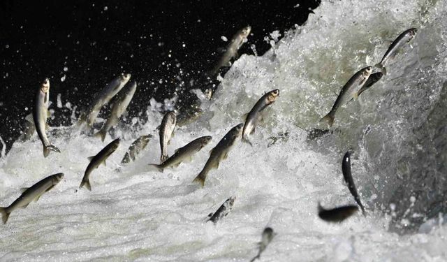 Yağış bolluğu tarımı ve inci kefali göçünü olumlu etkileyecek