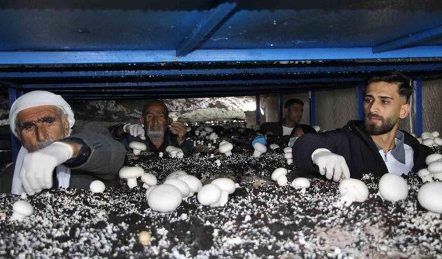 2 bin yıllık tarihi mağarada mantar üretim tesisi kurdu