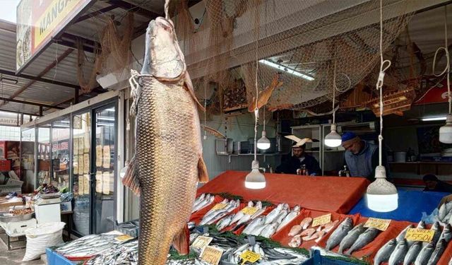 Karakaya Barajı’nda yakalanan 42 kiloluk turna balığı ilgi gördü