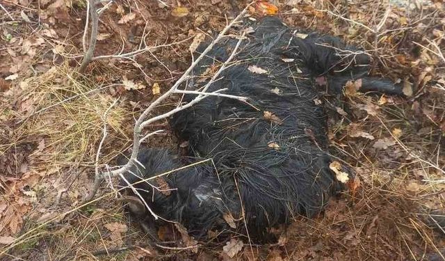 Ağıldan kaçan küçükbaş hayvanları kurtlar parçaladı