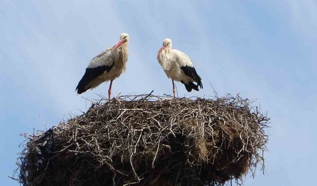 Hasköy’de leylekler aynı güzergahta 18 yuvayı doldurdu