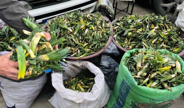 Yüksekova'da yılın ilk otu çiriş, tezgahlardaki yerini aldı