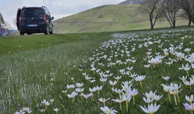 Muş Ovası çiğdemlerle renklendi