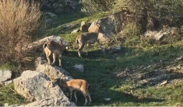 Diyarbakır’da popülasyonu hızlı artan dağ keçileri görüldü