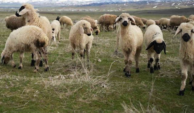 Muş Ovası kuzu sesleriyle şenlendi